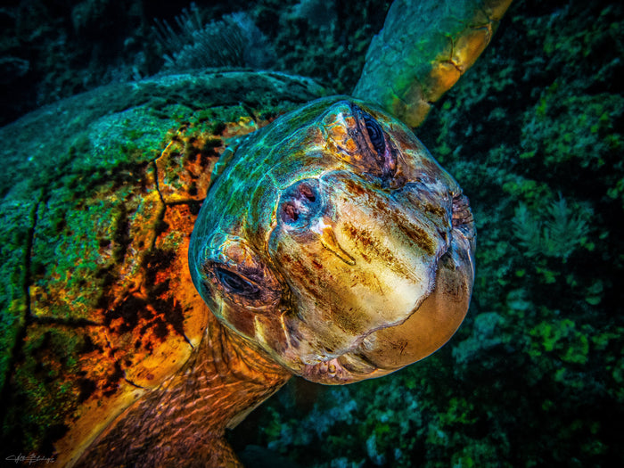 Under the Sea