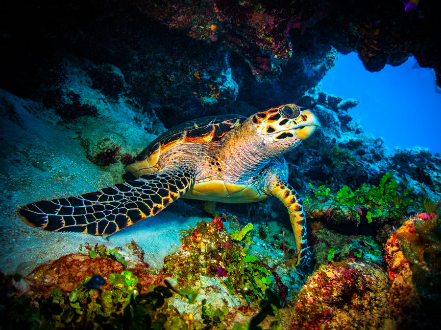 Hawksbill Turtle in the Hidden Caves Wall Art Print – Turneffe Atoll, Belize