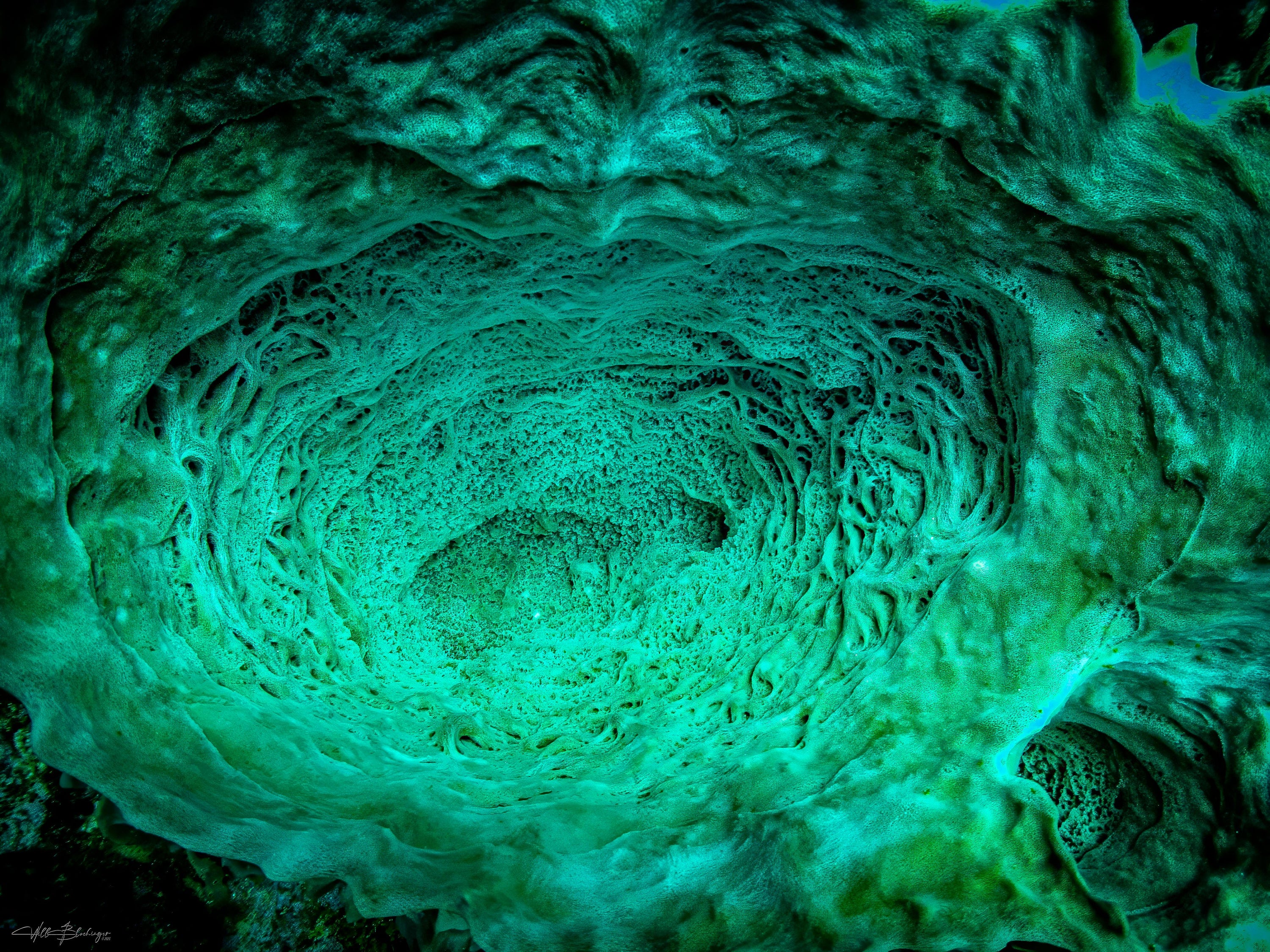 Giant Barrel Sponge Interior - Caye Caulker, Belize