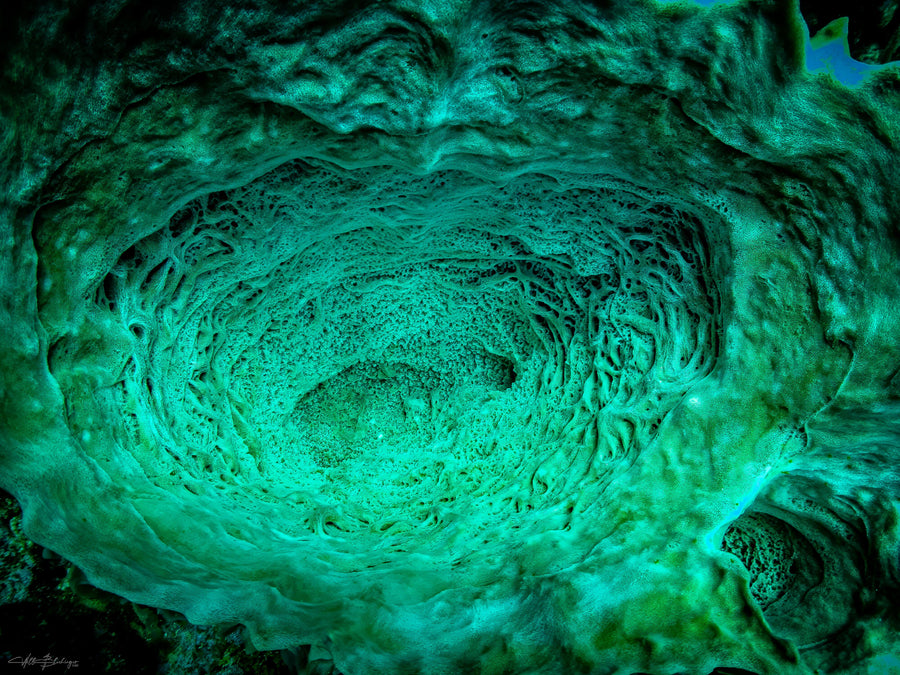 Giant Barrel Sponge Interior - Caye Caulker, Belize