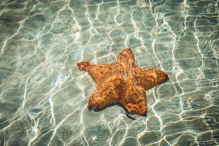 Cushion Sea Star Wall Art Print – San Pedro Belize