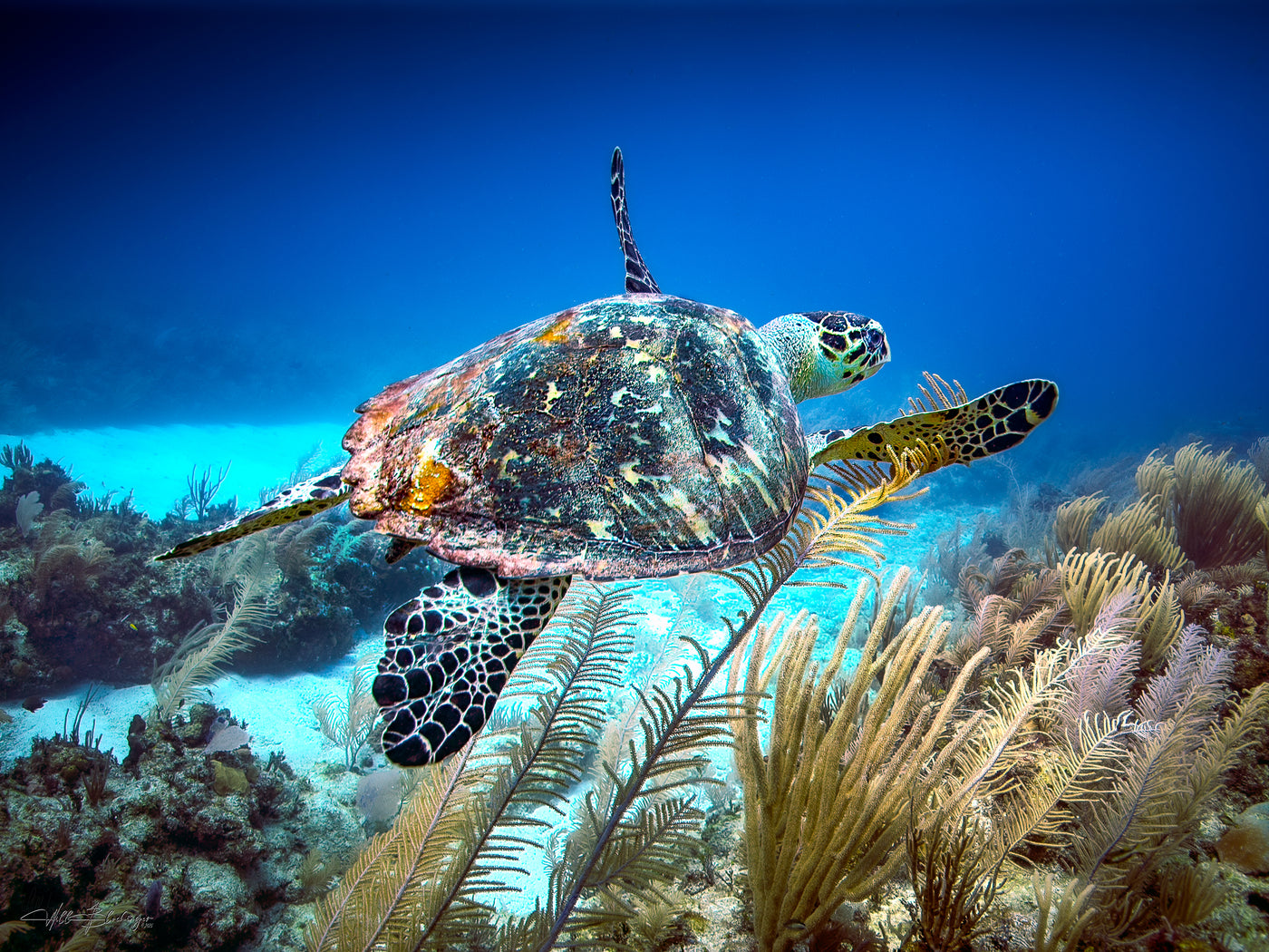 Hawksbill Turtle Reef Wall Art Print – San Pedro Belize