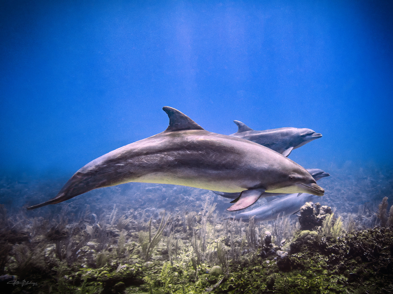 Two dolphins swimming underwater with a clear blue background over the reef in San Pedro, Belize Photographed by Will Blochinger