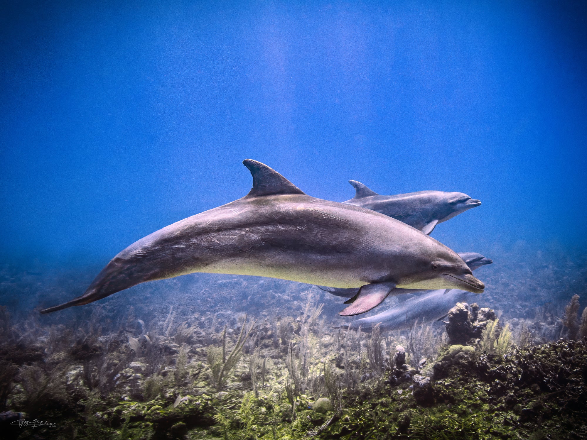 Two dolphins swimming underwater with a clear blue background over the reef in San Pedro, Belize Photographed by Will Blochinger