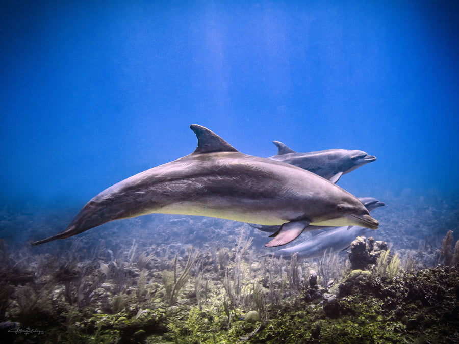 Two dolphins swimming underwater with a clear blue background over the reef in San Pedro, Belize Photographed by Will Blochinger