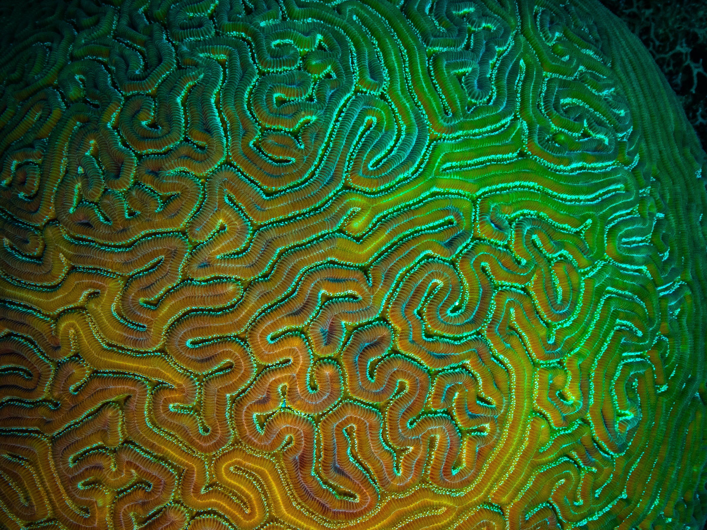 Boulder Brain Coral Wall Art Print – San Pedro Belize