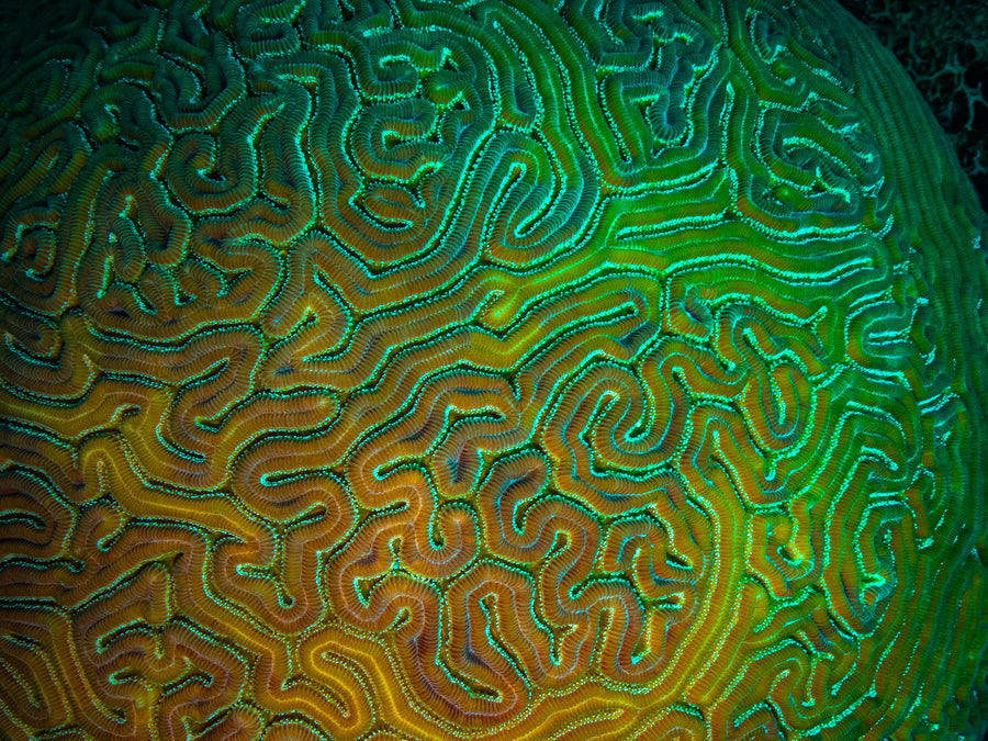 Boulder Brain Coral Wall Art Print – San Pedro Belize
