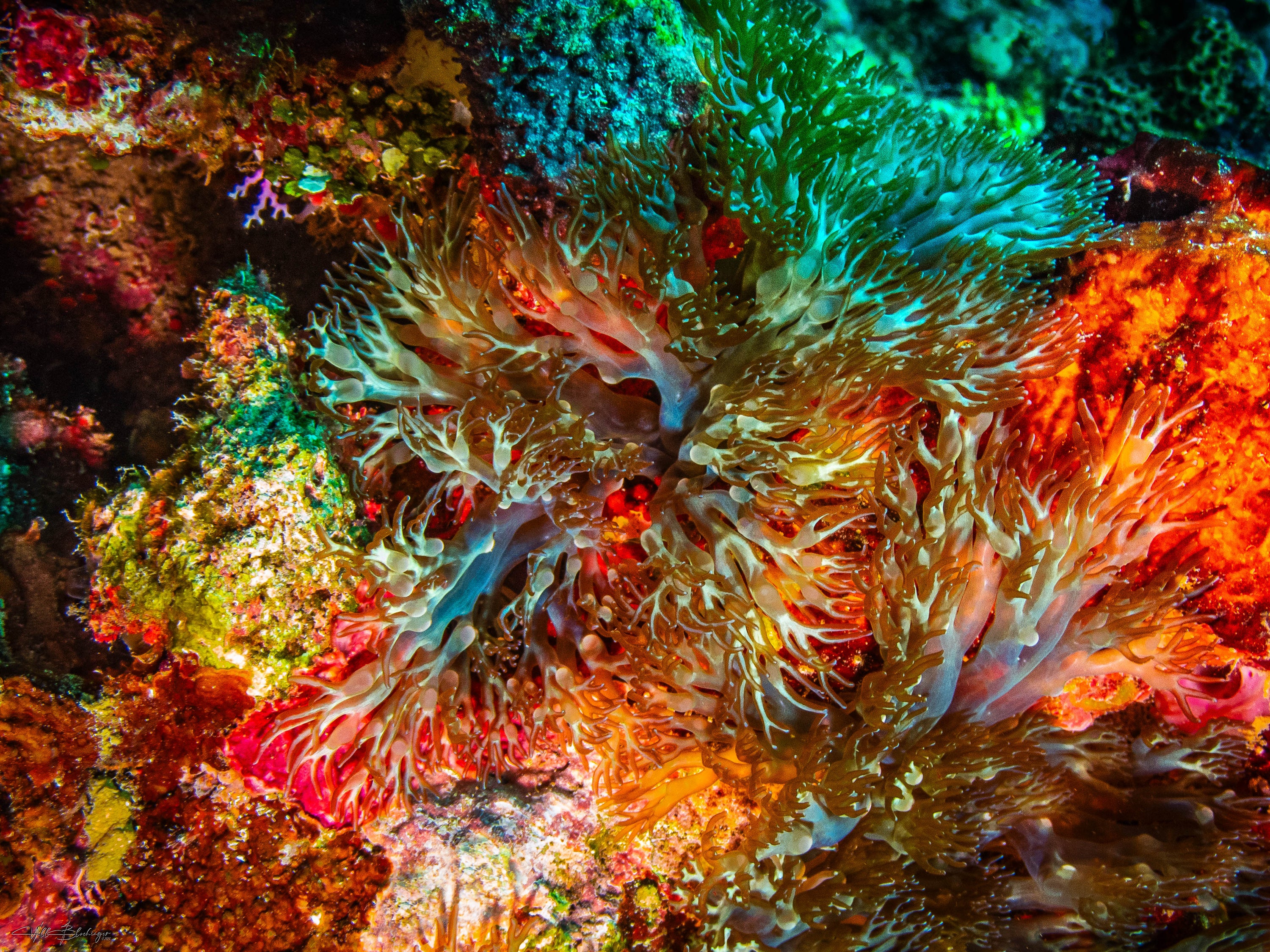 Branching Anemone in Coral Wall - San Pedro, Belize
