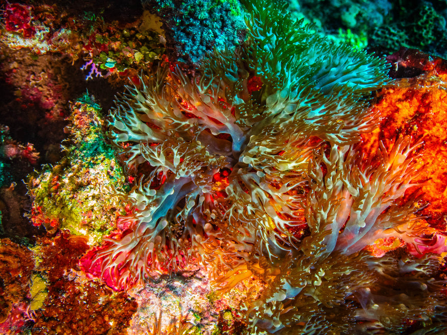 Branching Anemone in Coral Wall - San Pedro, Belize