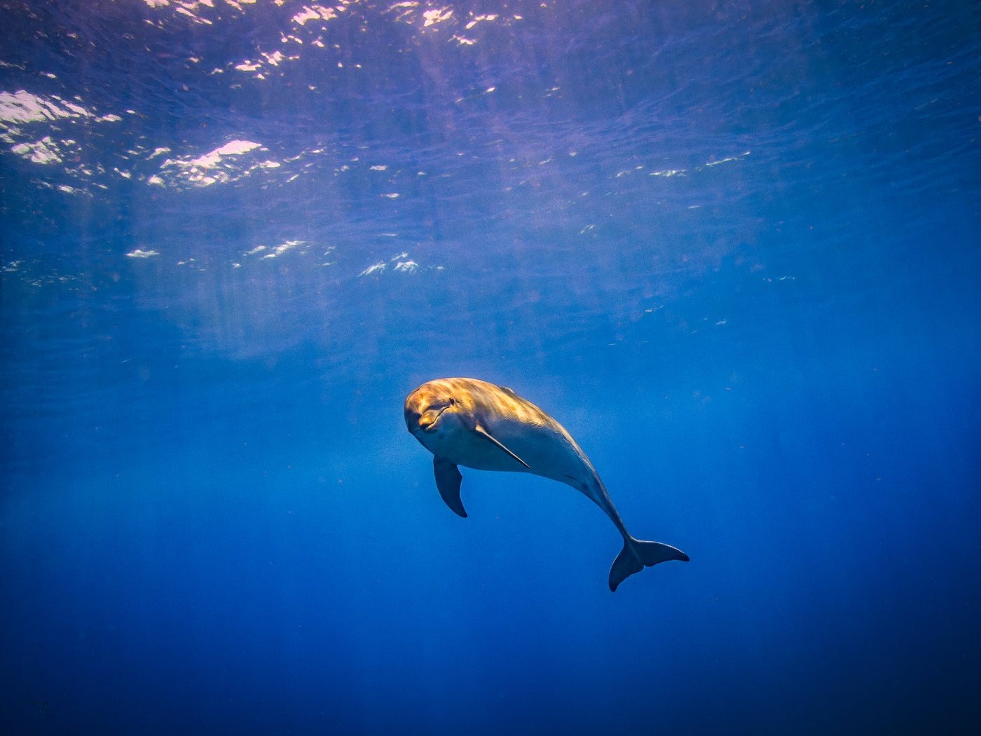 Lone Bottlenose Dolphin Wall Art Print – San Pedro Belize