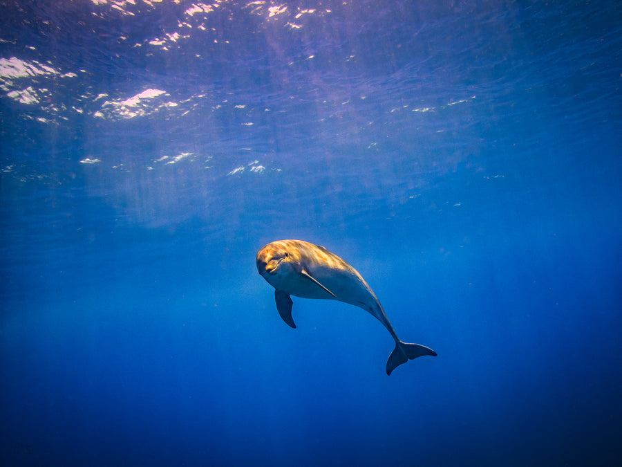 Lone Bottlenose Dolphin Wall Art Print – San Pedro Belize