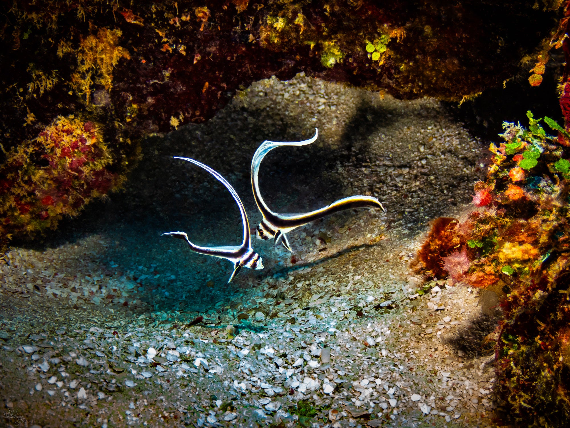 Drum Fish Love Dance #2