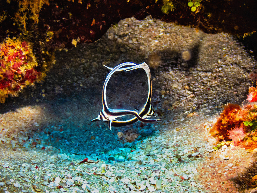 Spotted Drum Fish Dance #2 Wall Art Print – San Pedro Belize