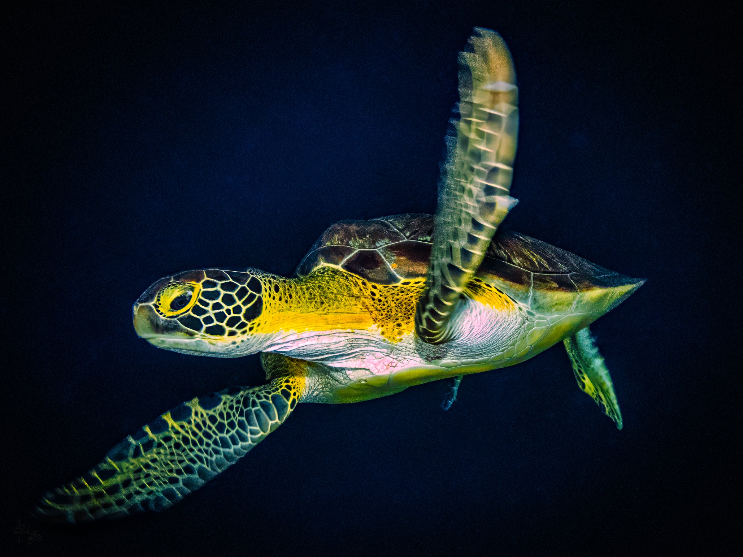 Green Sea Turtle Night Series #1 Wall Art Print – San Pedro Belize