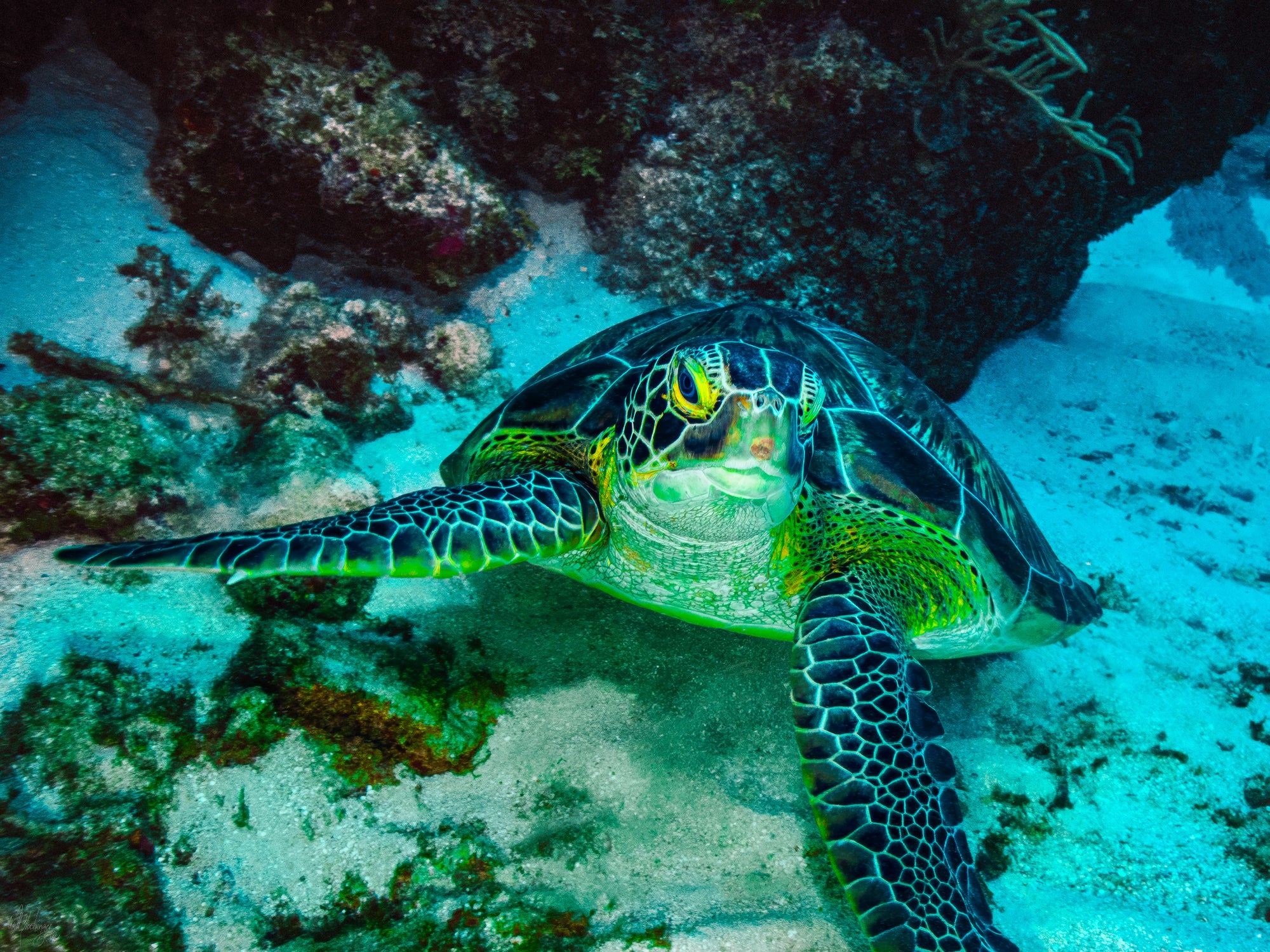 Curious Hawksbill Turtle Wall Art Print – Turneffe Atoll, Belize