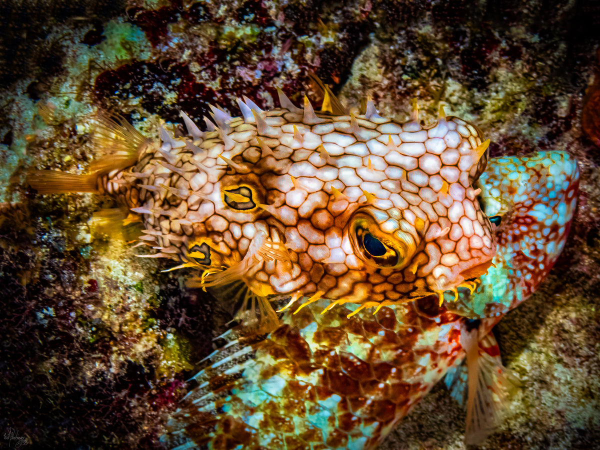 Porcupine Puffer & Parrotfish Camouflage Wall Art Print – San Pedro Belize