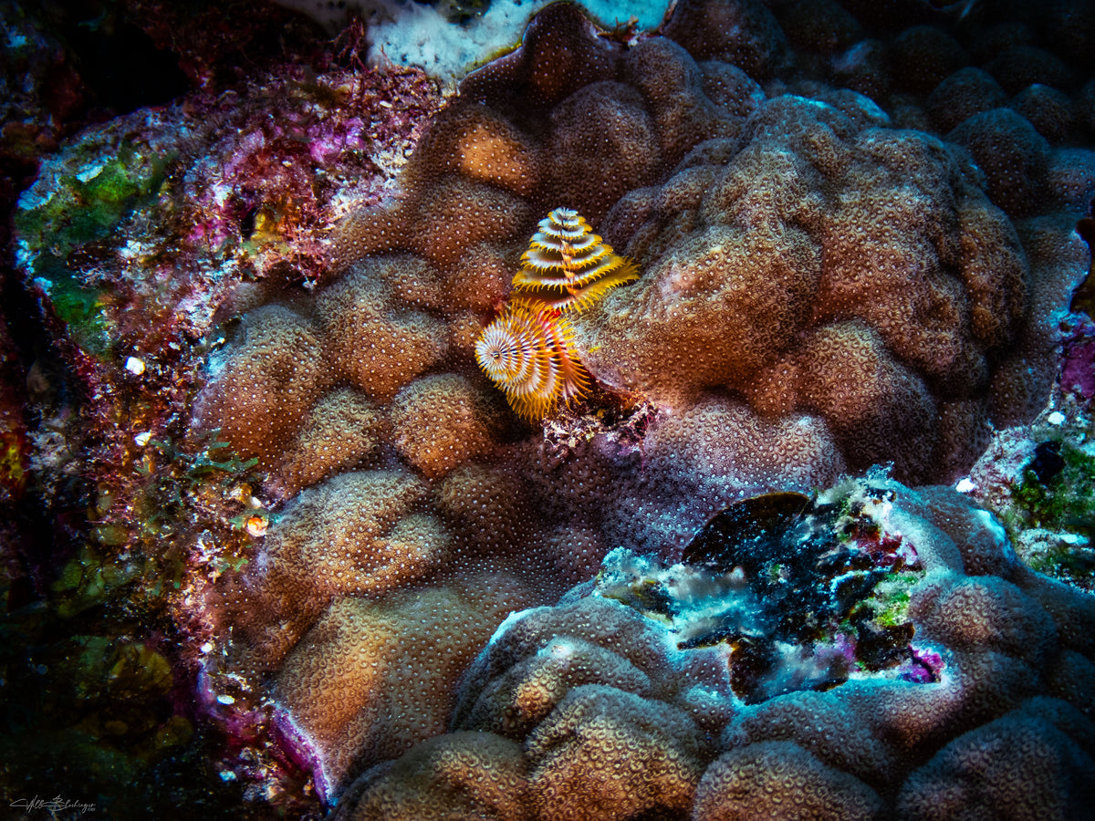 Caribbean Christmas Tree Worm on Star Coral - Lighthouse Atoll, Belize