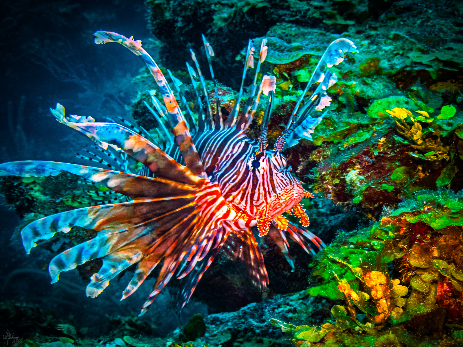 Lionfish Reef Wall Art Print – San Pedro Belize