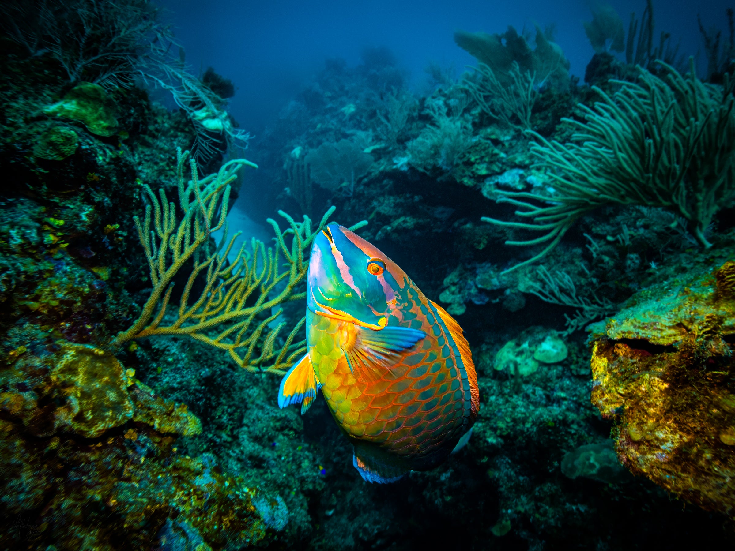 Parrot Fish in Reef Crevice Wall Art Print – Lighthouse Atoll, Belize