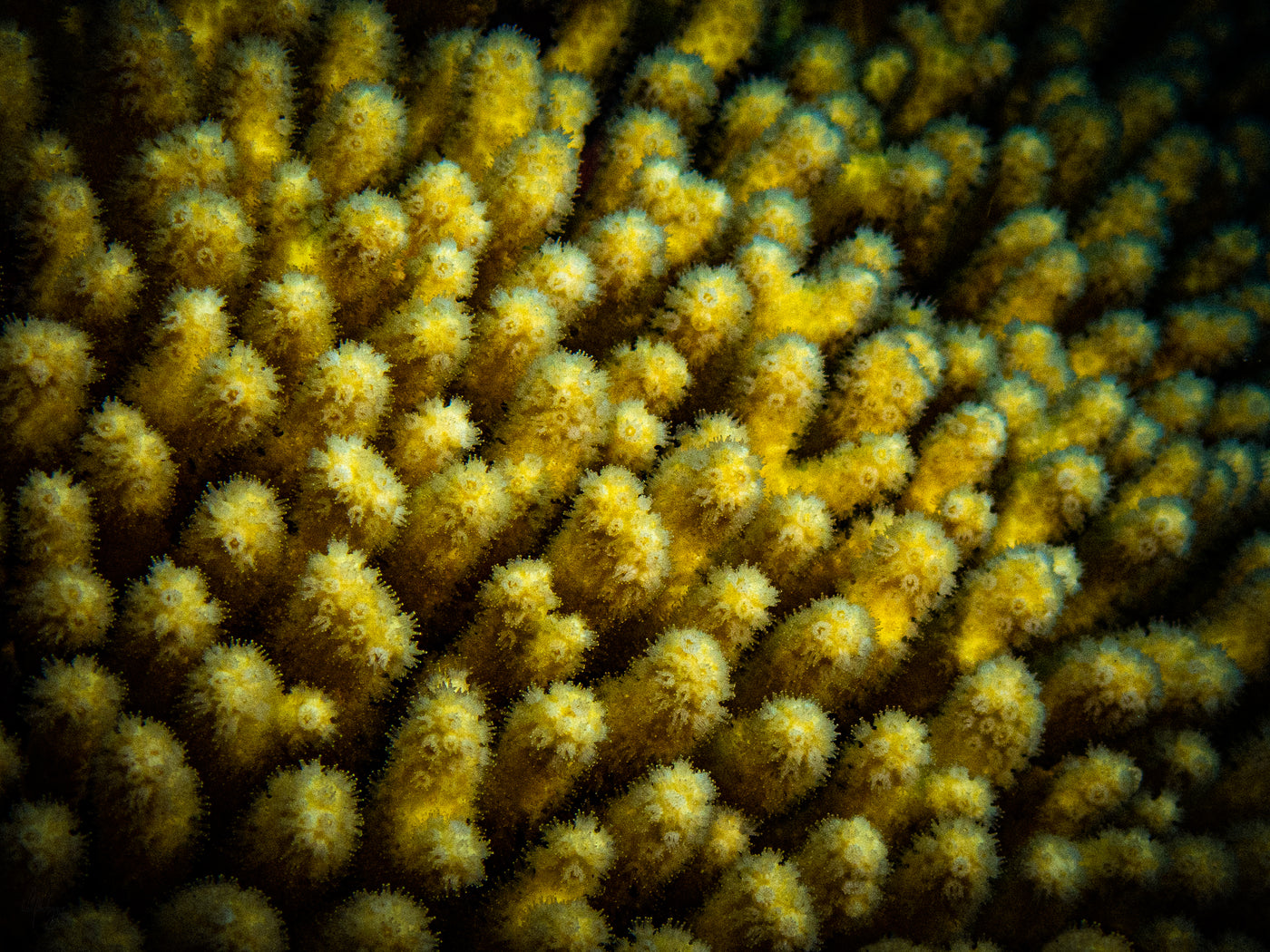 Yellow Pencil Coral Wall Art Print – San Pedro Belize