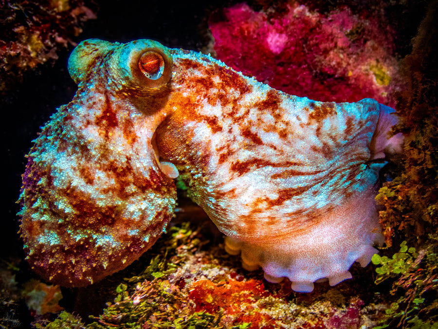 Caribbean Reef Octopus #1