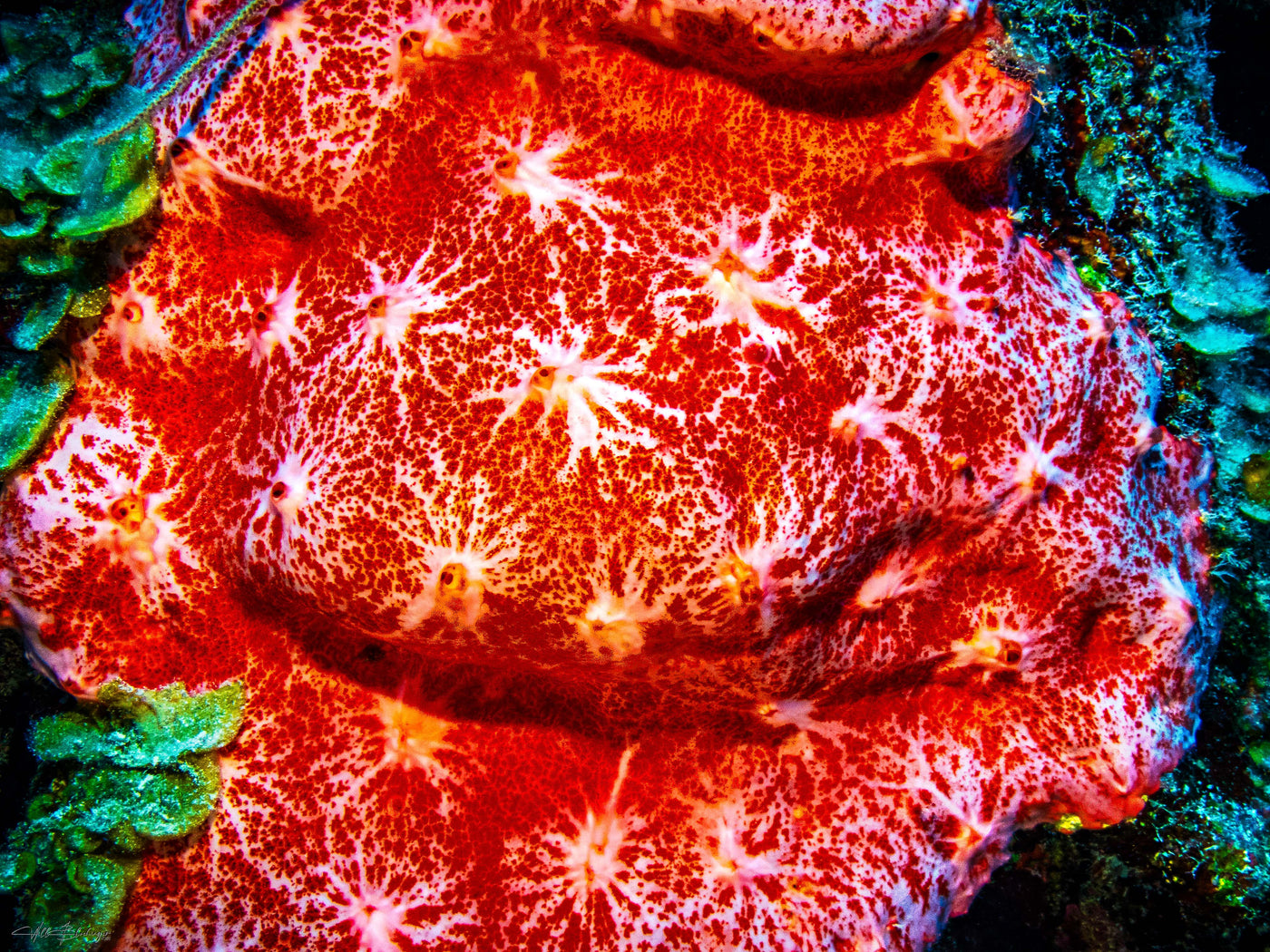 Pink and Red Encrusting Sponge- San Pedro, Belize
