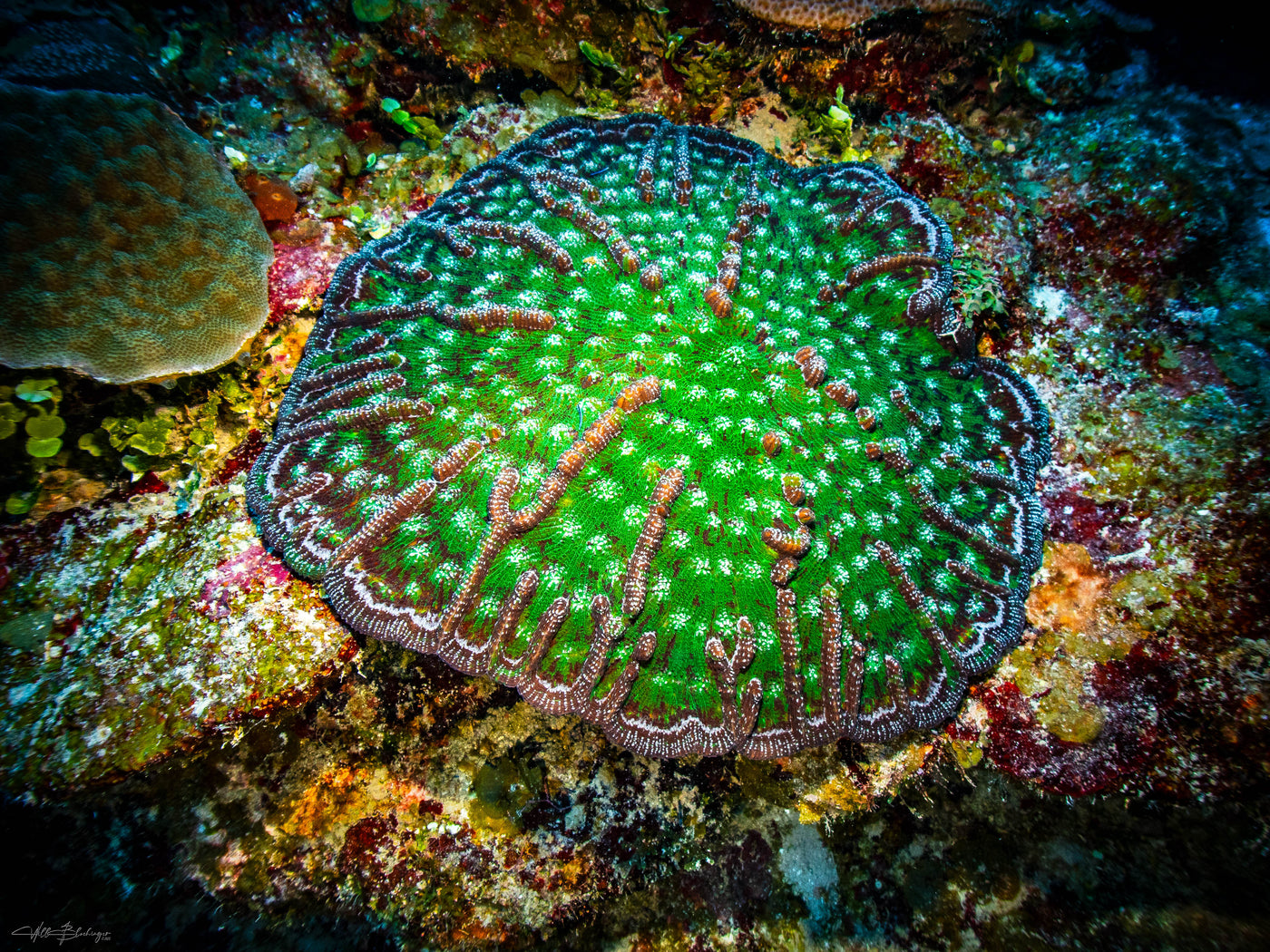 Knobby Cactus Coral on Coral Floor - Turneffe Atoll, Belize