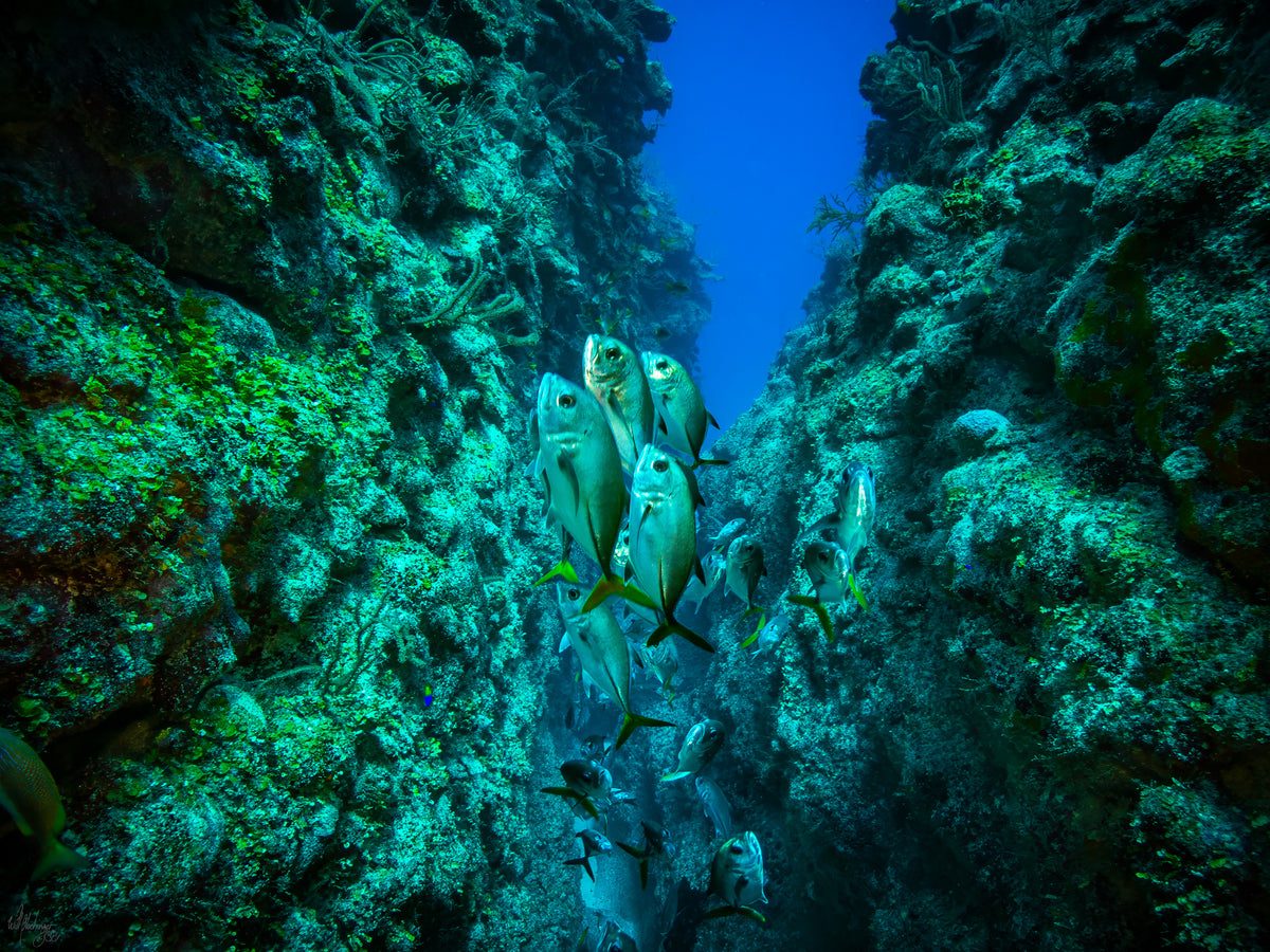 School of Yellow Jacks Wall Art Print – San Pedro Belize