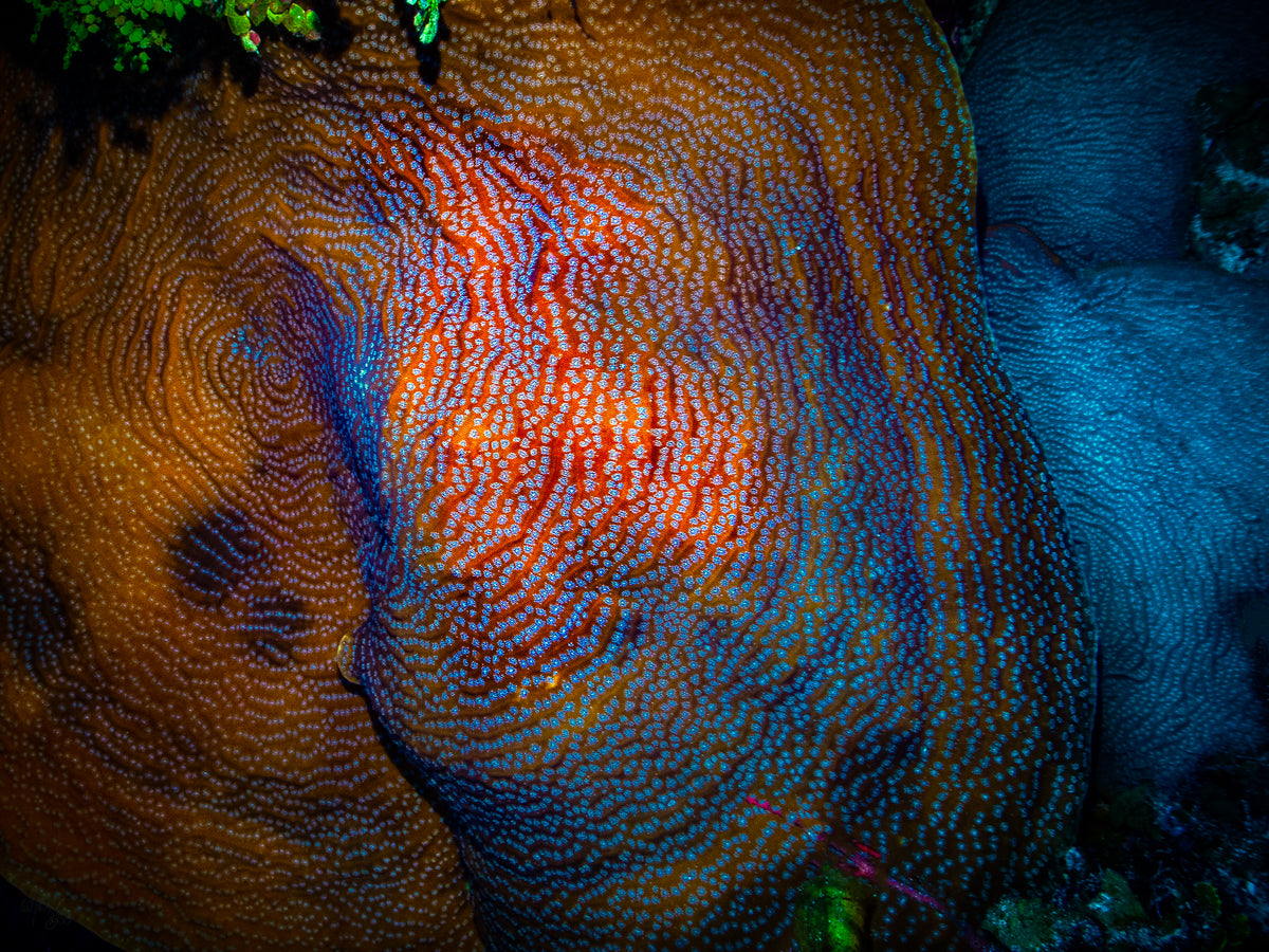 Fragile Saucer Coral Wall Art Print – Turneffe Atoll, Belize