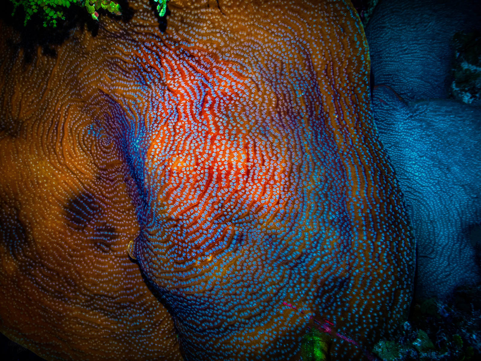 Fragile Saucer Coral Wall Art Print – Turneffe Atoll, Belize