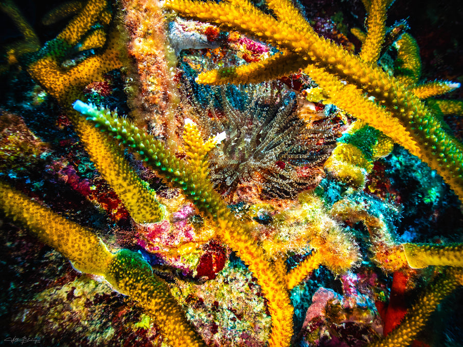 Corkscrew Anemone In Staghorn Coral Cage - Caye Caulker, Belize