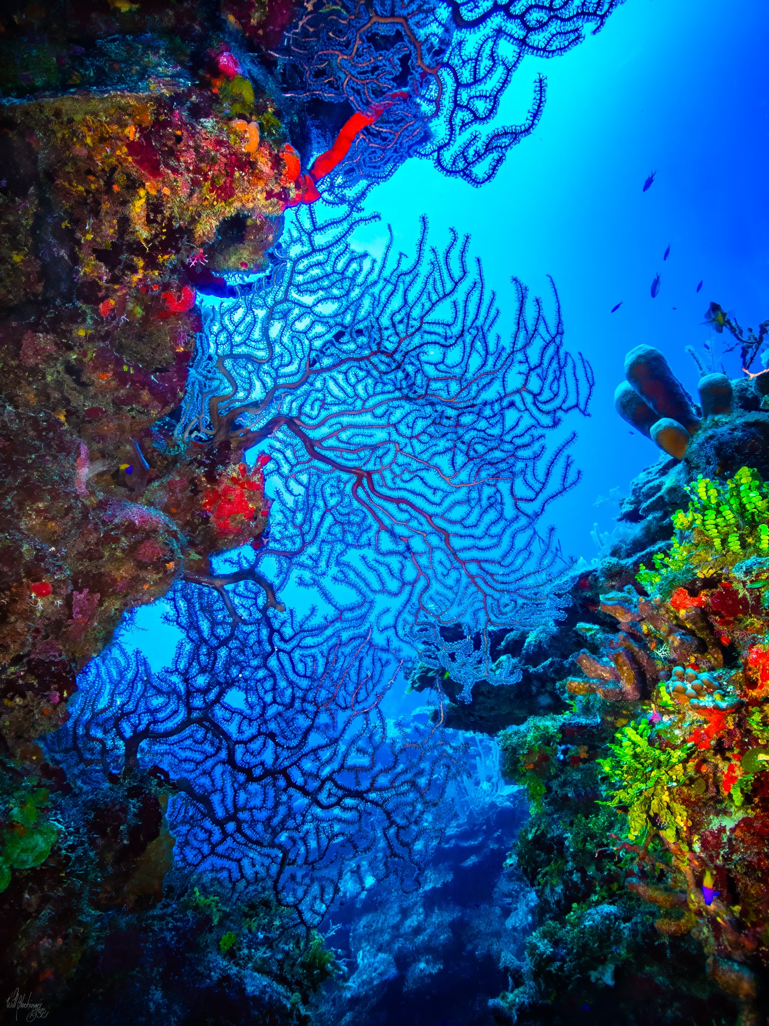 Giant Sea Fan in Crevice Wall Art Print – San Pedro Belize
