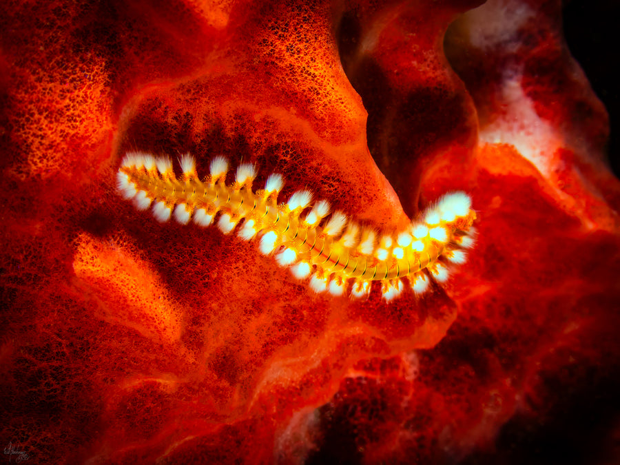 Bearded Fireworm Wall Art Print – San Pedro Belize