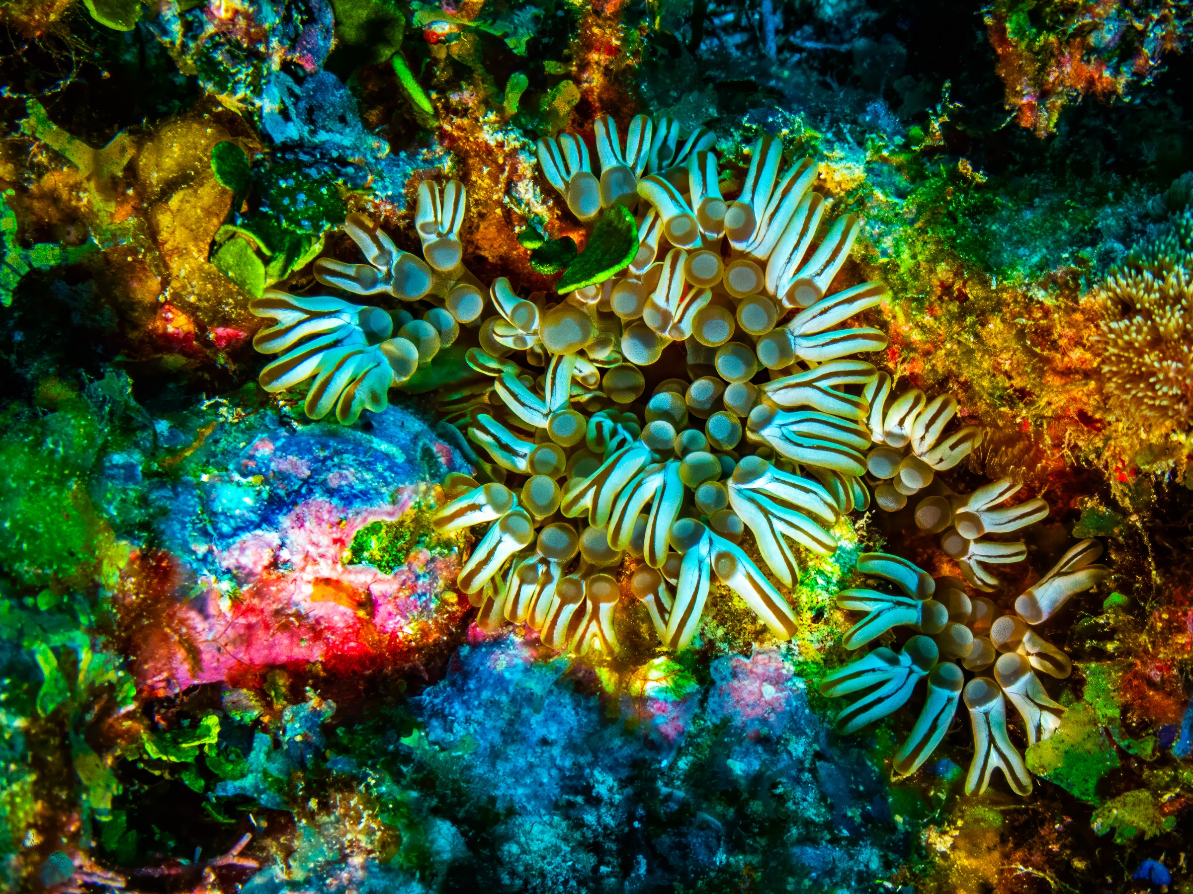Branching Anemone - Lighthouse Atoll, Belize