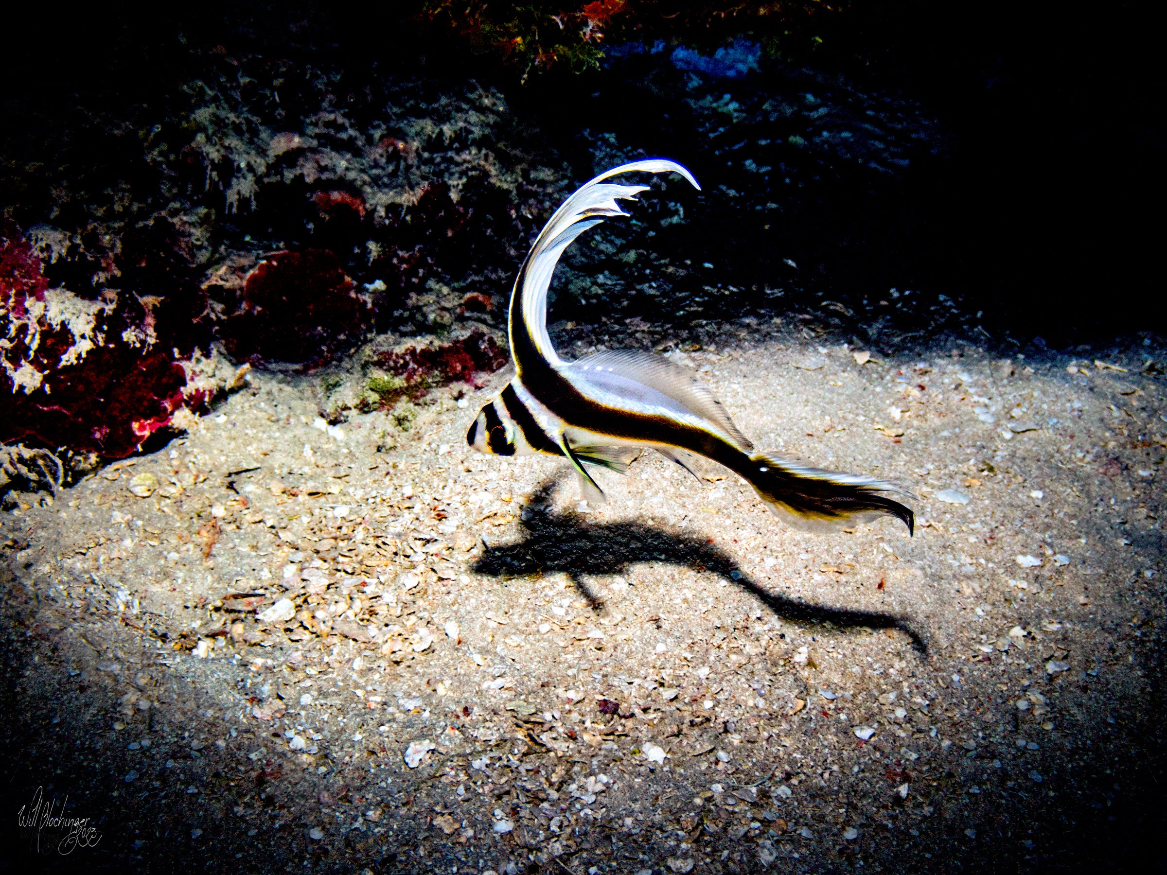 Spotted Drum Fish Dance #1 Wall Art Print – San Pedro Belize