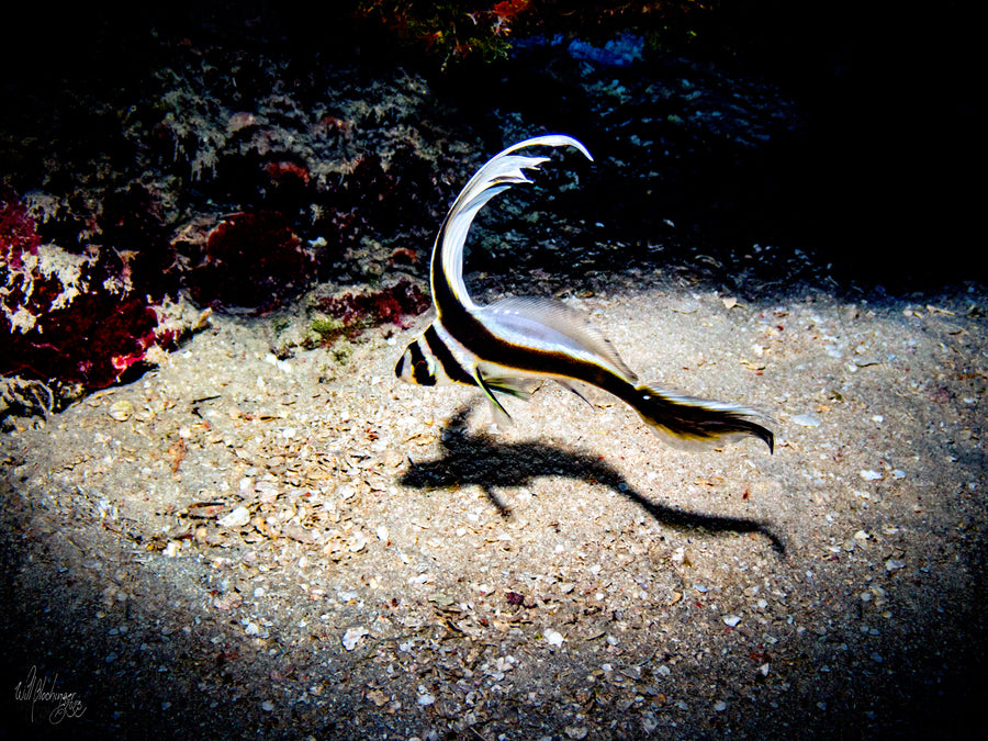 Spotted Drum Fish Dance #1 Wall Art Print – San Pedro Belize