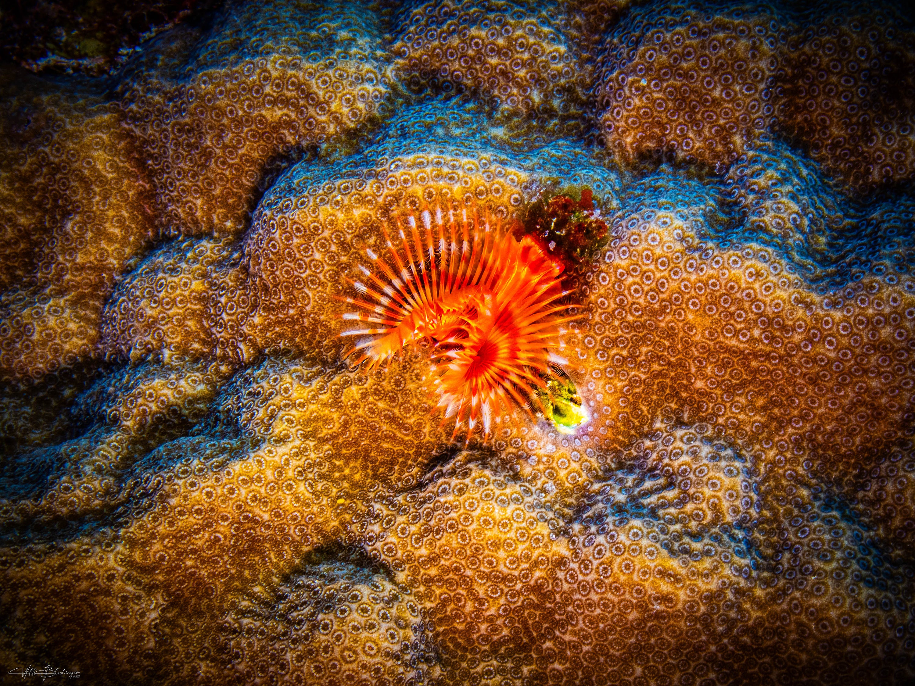 Star Horseshoe Worm on Star Coral - San Pedro, Belize