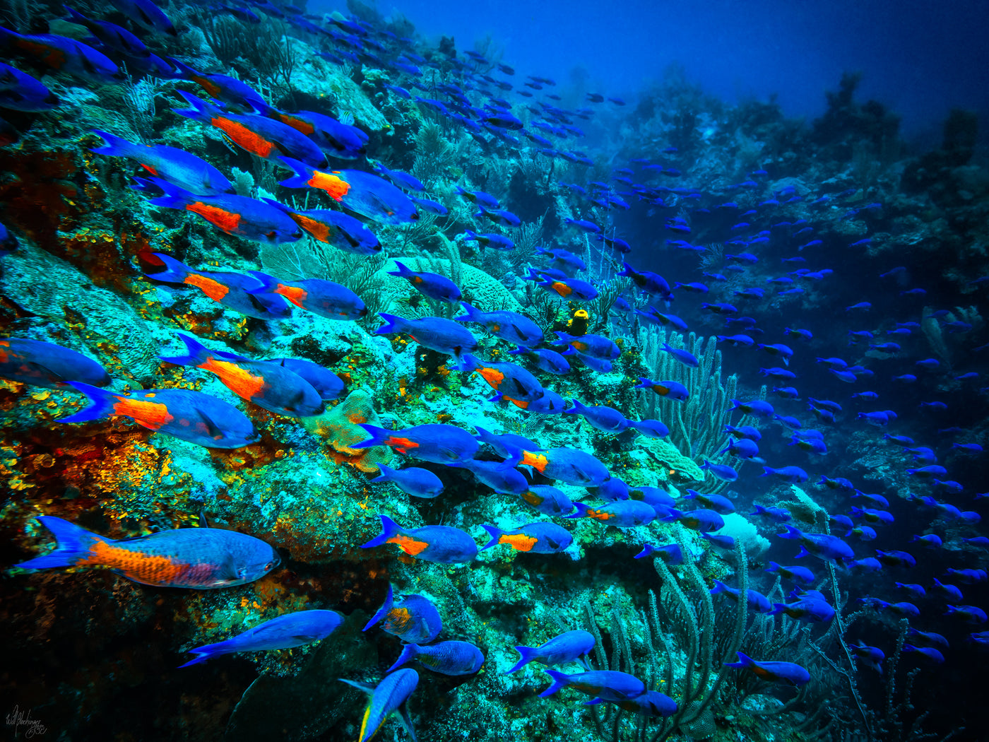 School of Creole Wrasse Reef Wall Art Print – San Pedro Belize