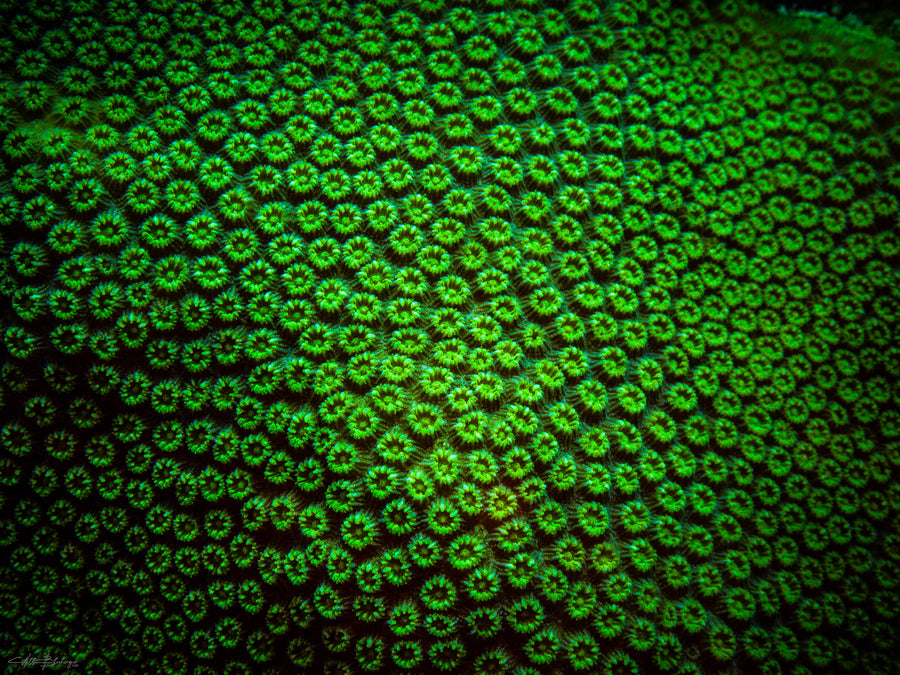 Star Coral - San Pedro, Belize