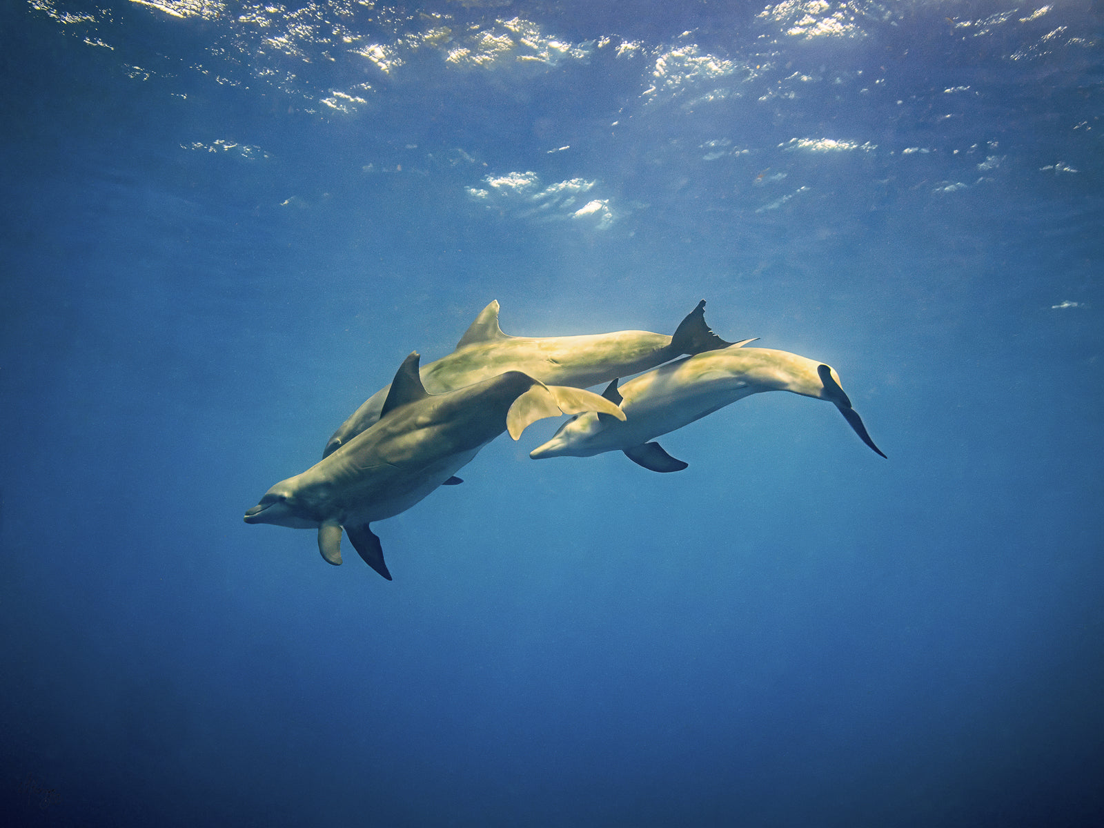 Bottlenose Dolphin Family Wall Art Print – San Pedro Belize