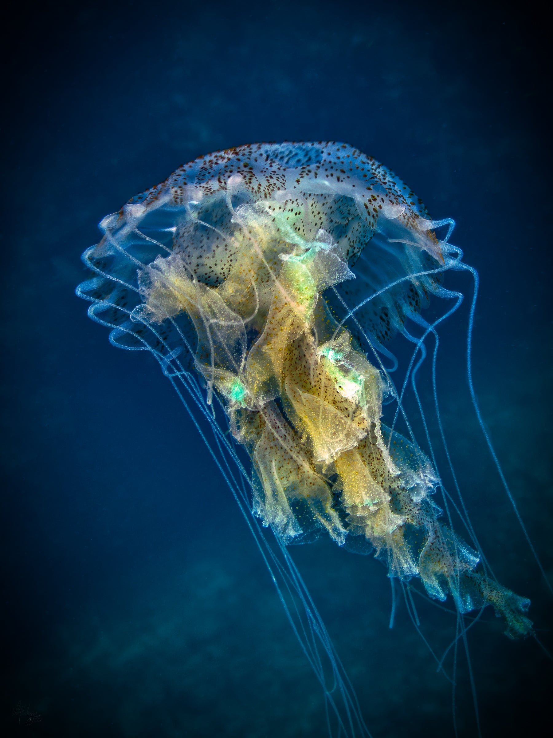 Mauve Stinger Jellyfish Wall Art Print – San Pedro Belize