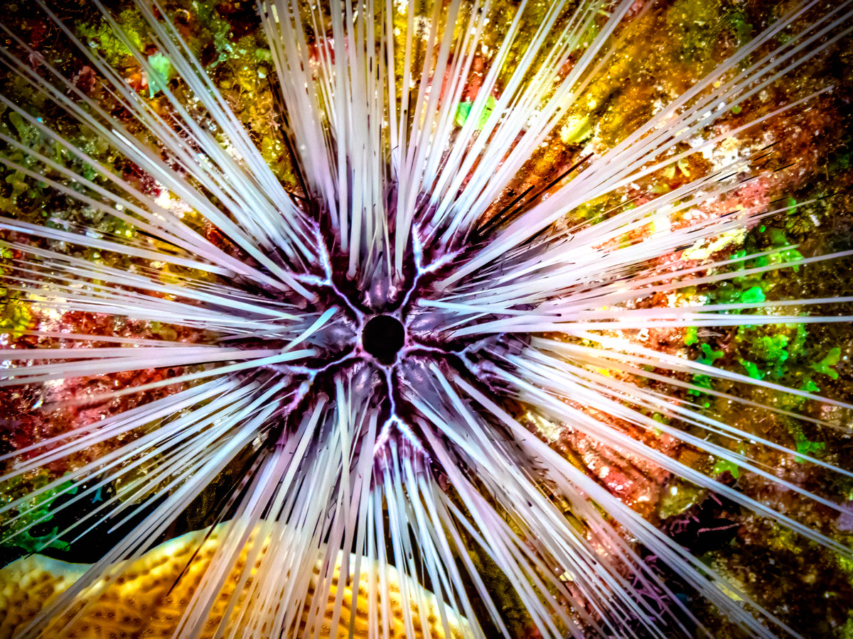Long-Spined Urchin Wall Art Print – Lighthouse Atoll, Belize