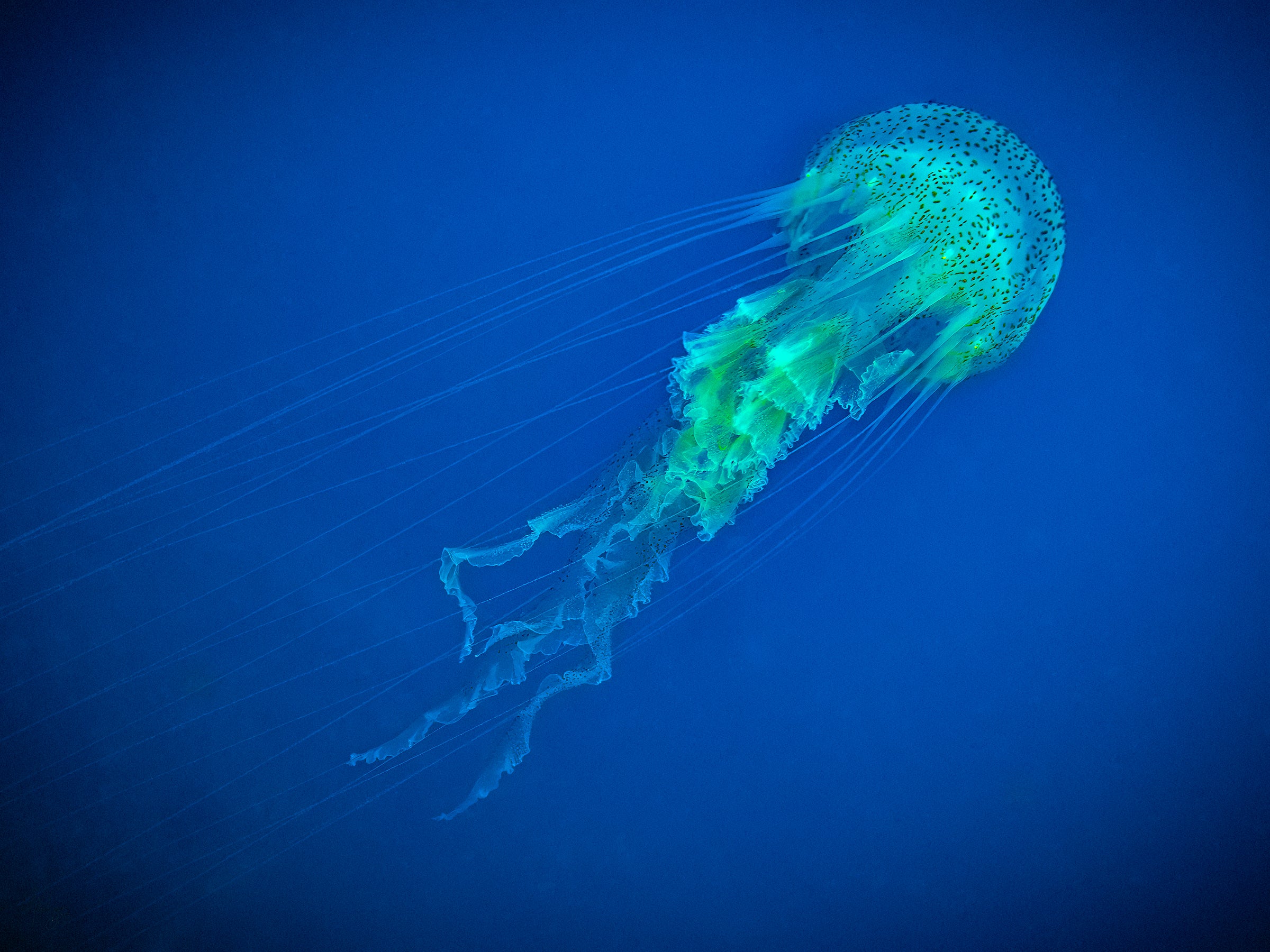 Mauve Stinger Jellyfish Wall Art Print – San Pedro Belize
