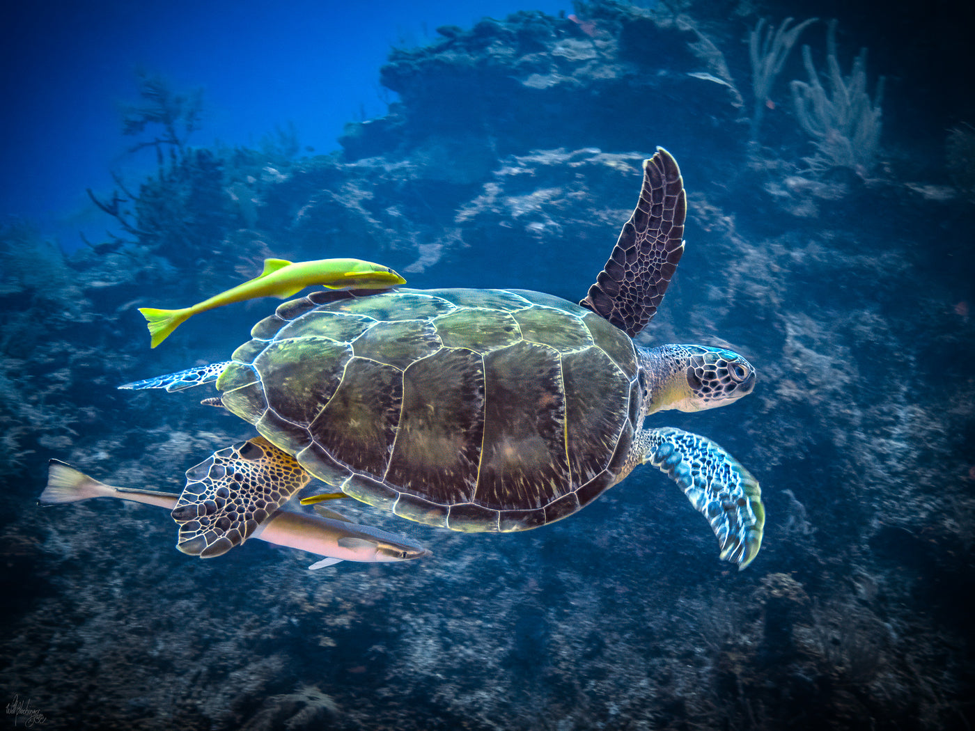 Green Turtle with Remoras Wall Art Print – San Pedro Belize