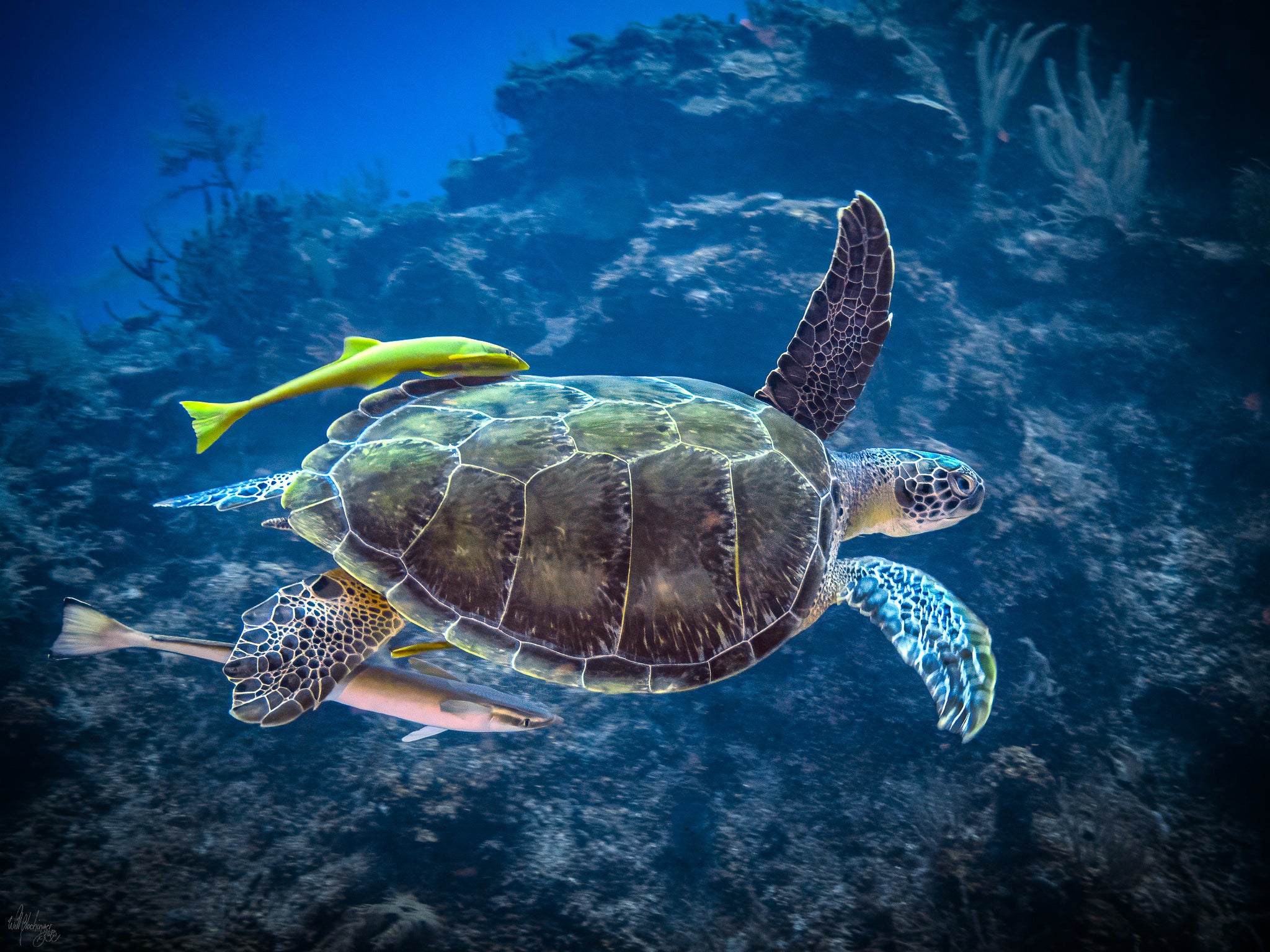 Green Turtle with Remoras Wall Art Print – San Pedro Belize