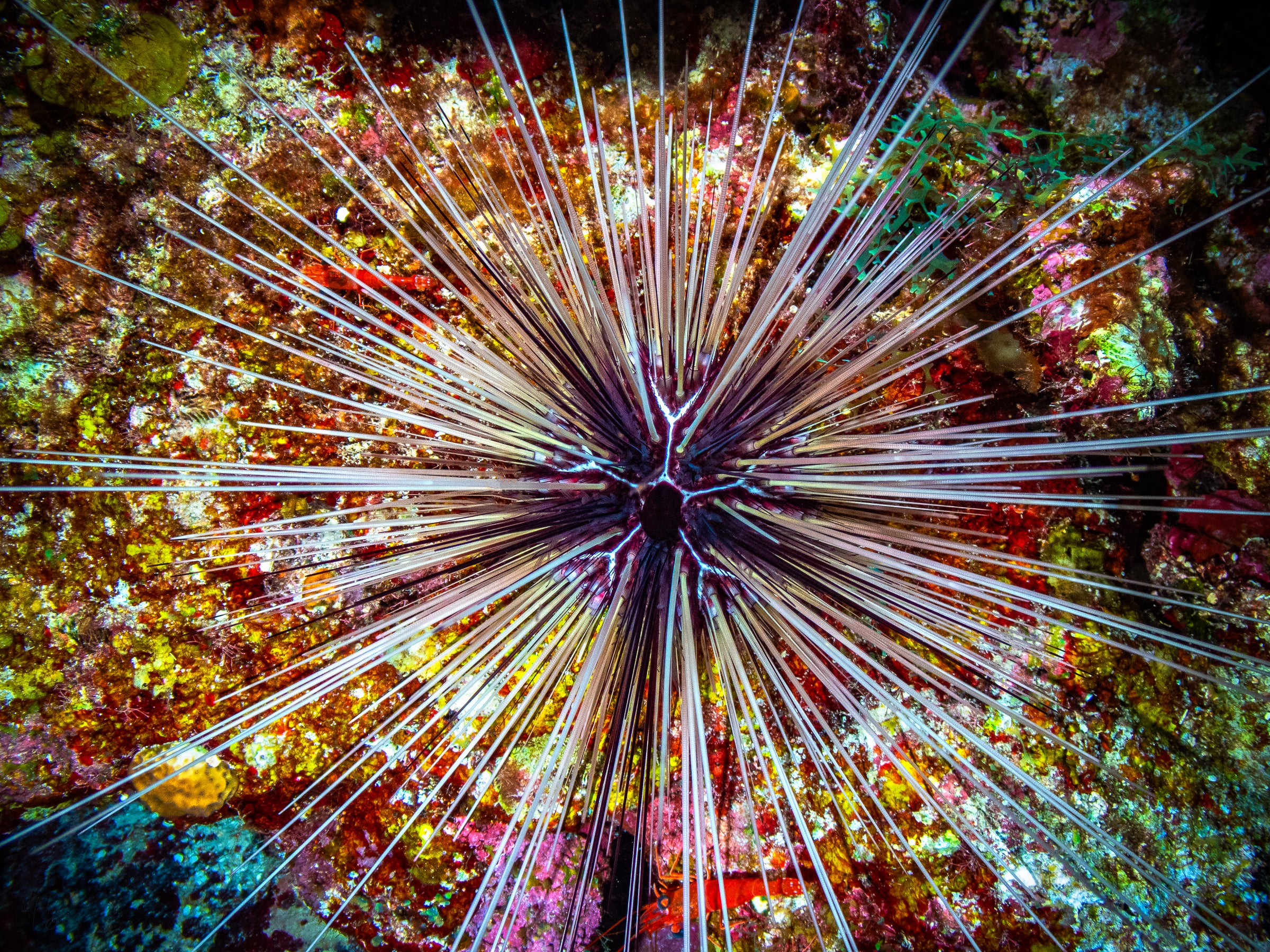 Long-Spined Urchin Wall Art Print – Lighthouse Atoll, Belize