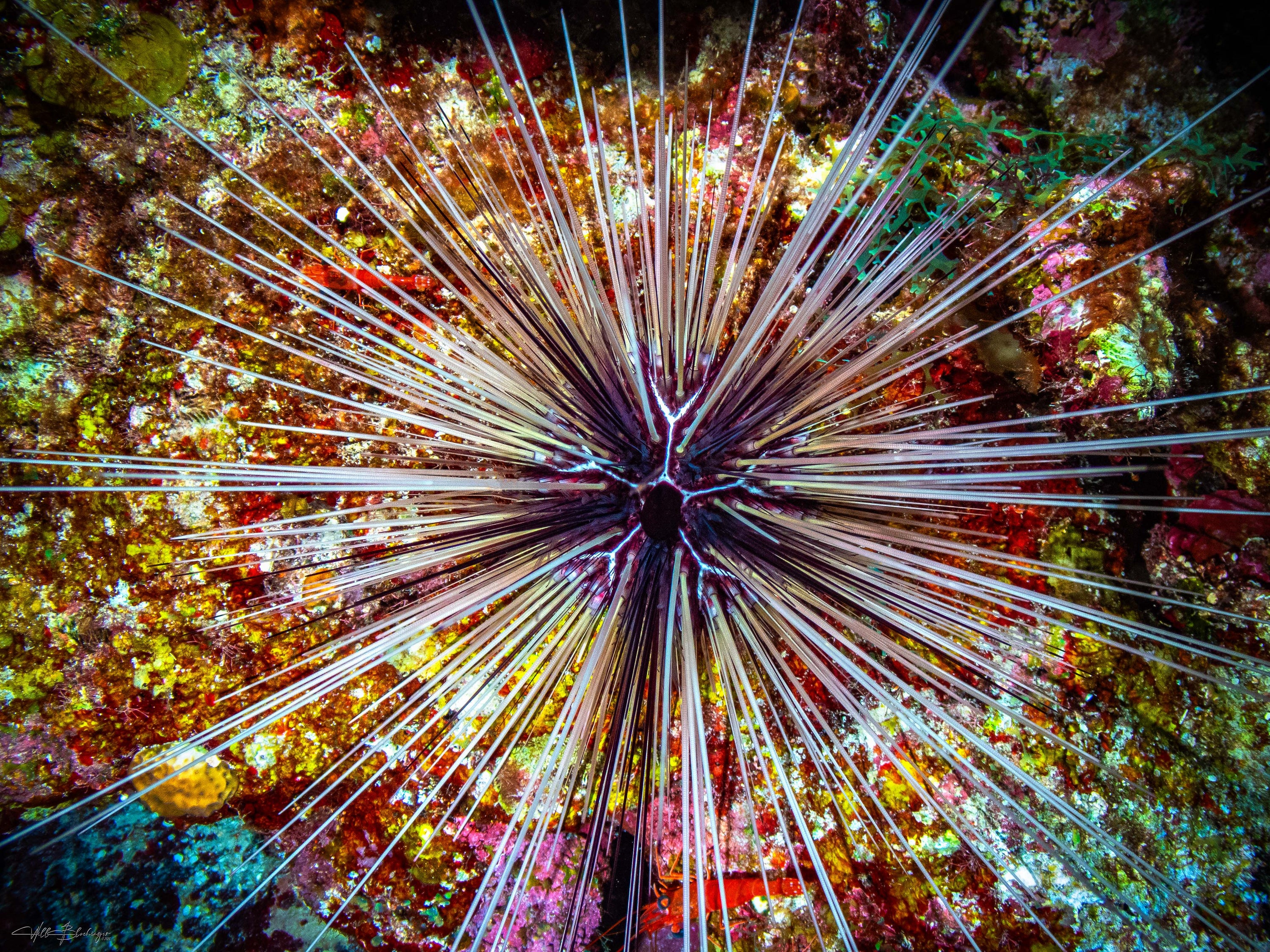 Long-Spined Urchin - Plascencia, Belize