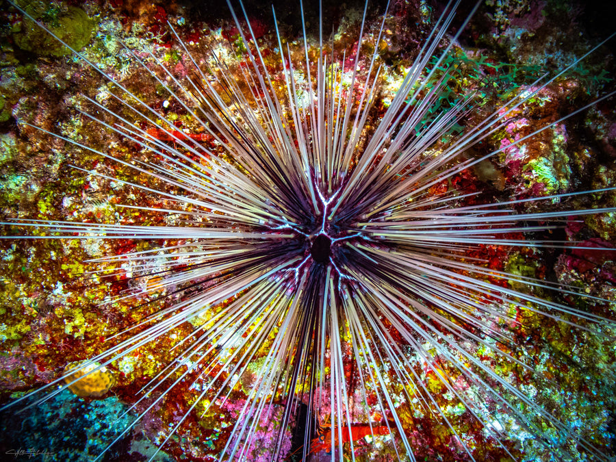 Long-Spined Urchin - Plascencia, Belize