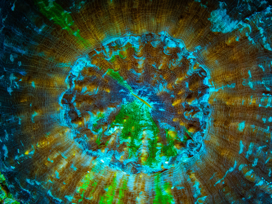 Artichoke Disk Coral - San Pedro, Belize