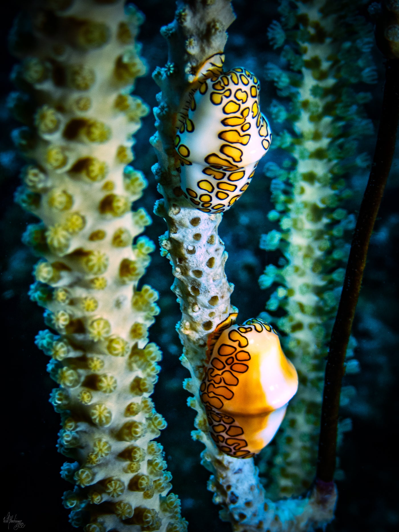 Pair of Flamingo Tongues on Coral Wall Art Print – San Pedro Belize